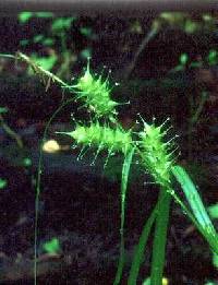 Image of Carex lupuliformis
