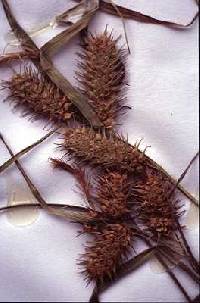Carex lurida image