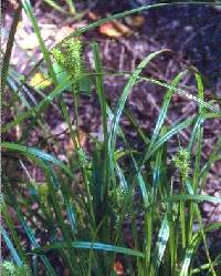 Image of Carex lurida