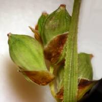 Carex meadii image
