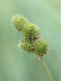 Image of Carex molesta