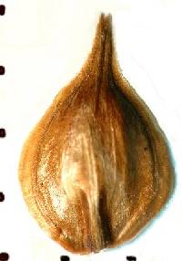 Carex molesta image