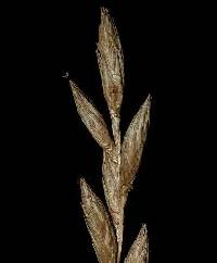 Carex muskingumensis image