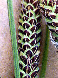 Carex nigra image