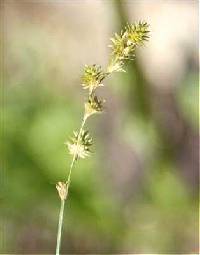 Image of Carex normalis