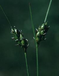Image of Carex oligosperma
