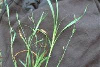 Carex ormostachya image