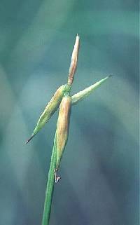 Image of Carex pauciflora