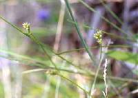 Image of Carex peckii