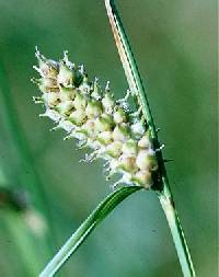 Image of Carex pellita
