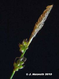 Carex pensylvanica image