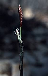 Carex plantaginea image