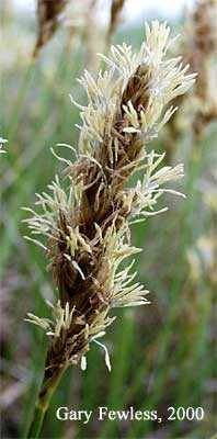 Image of Carex praegracilis