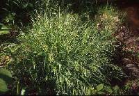 Image of Carex prasina