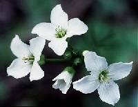 Cardamine pratensis var. palustris image