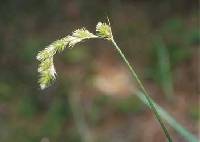 Carex projecta image