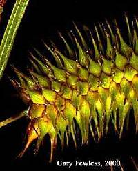 Carex pseudocyperus image