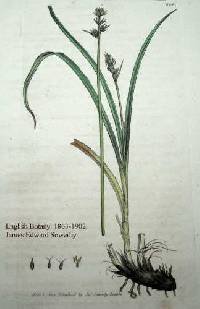 Image of Carex rosea