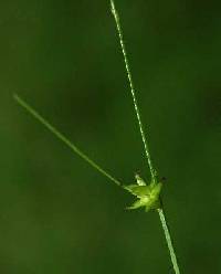 Carex radiata image