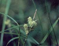 Carex retrorsa image