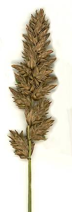 Carex sartwellii image