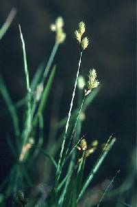 Image of Carex scoparia var. scoparia