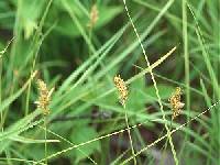 Image of Carex siccata