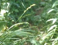 Carex sparganioides image