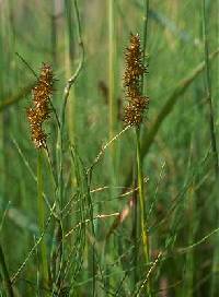 Image of Carex stipata var. stipata