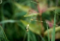 Carex tenera image