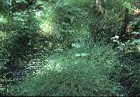 Carex tenuiflora image