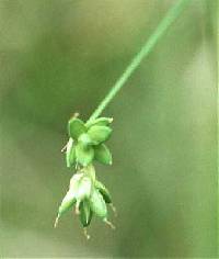 Image of Carex tenuiflora