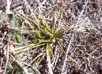 Image of Carex tonsa