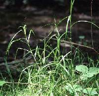 Image of Carex tribuloides var. tribuloides