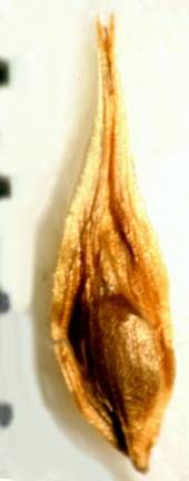 Carex tribuloides image