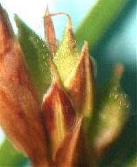 Carex umbellata image