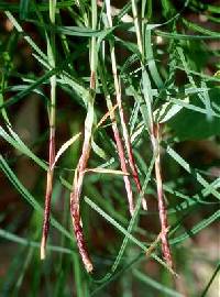 Carex woodii image