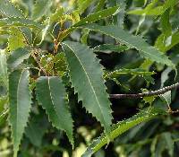 Castanea dentata image