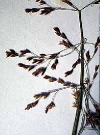 Image of Catabrosa aquatica