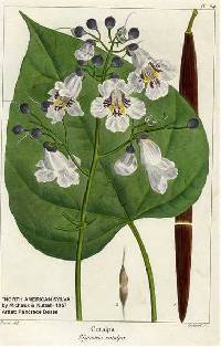 Catalpa ovata image