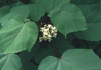 Image of Catalpa ovata