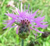 Centaurea stoebe subsp. micranthos image
