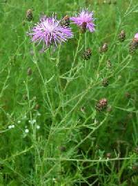 Image of Centaurea stoebe subsp. micranthos