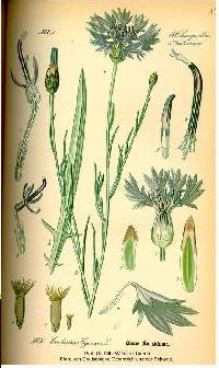 Centaurea cyanus image