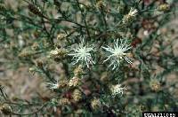 Image of Centaurea diffusa