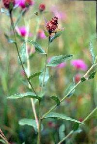 Centaurea jacea image