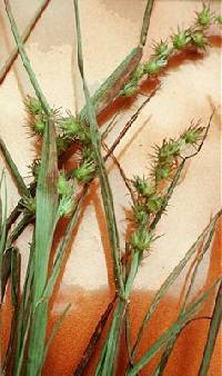 Image of Cenchrus longispinus