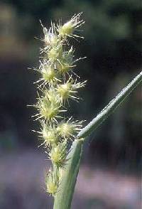 Cenchrus longispinus image