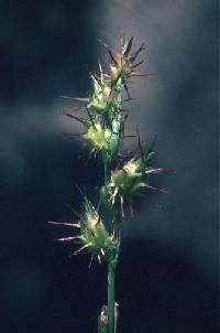 Cenchrus longispinus image