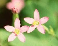 Centaurium pulchellum image